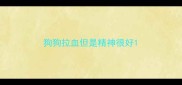 狗狗拉血但是精神很好