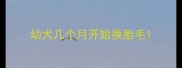 幼犬几个月开始换胎毛