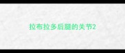 拉布拉多后腿的关节