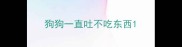 狗狗一直吐不吃东西