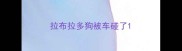 拉布拉多狗被车碰了