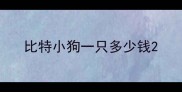 比特小狗一只多少钱