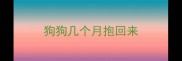 狗狗几个月抱回来