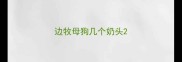 边牧母狗几个奶头