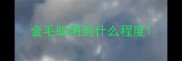 金毛聪明到什么程度