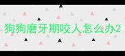 狗狗磨牙期咬人怎么办