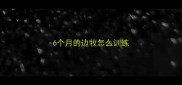 6个月的边牧怎么训练