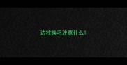 边牧换毛注意什么