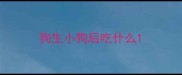 狗生小狗后吃什么