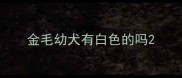 金毛幼犬有白色的吗