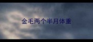金毛两个半月体重
