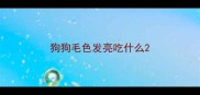狗狗毛色发亮吃什么
