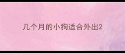 几个月的小狗适合外出