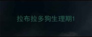 拉布拉多狗生理期