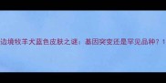 边境牧羊犬蓝色皮肤之谜基因突变还是罕见品种