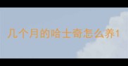 几个月的哈士奇怎么养