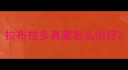 拉布拉多真菌怎么治疗