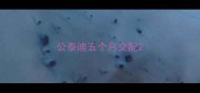公泰迪五个月交配