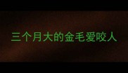 三个月大的金毛爱咬人