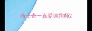 哈士奇一直爱训狗师