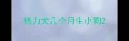 格力犬几个月生小狗