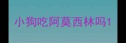 小狗吃阿莫西林吗
