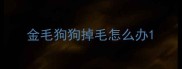 金毛狗狗掉毛怎么办