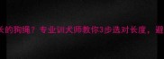 边牧适合多长的狗绳专业训犬师教你3步选对长度避免牵引焦虑