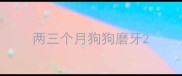 两三个月狗狗磨牙