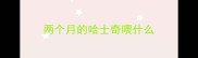两个月的哈士奇喂什么