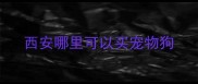 西安哪里可以买宠物狗