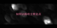 如何训练哈士奇定点