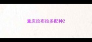 重庆拉布拉多配种