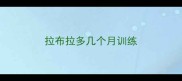 拉布拉多几个月训练