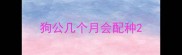 狗公几个月会配种