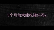 3个月幼犬能吃罐头吗
