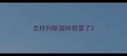 怎样判断猫咪感冒了