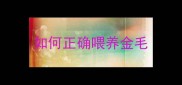 如何正确喂养金毛