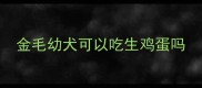 金毛幼犬可以吃生鸡蛋吗