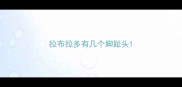 拉布拉多有几个脚趾头