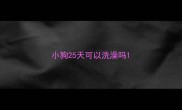 小狗25天可以洗澡吗