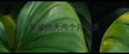 罗威纳犬两个月体重