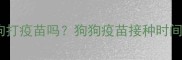 晚上可以给狗狗打疫苗吗狗狗疫苗接种时间全与科学指南