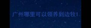 广州哪里可以领养到边牧