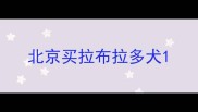 北京买拉布拉多犬