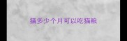 猫多少个月可以吃猫粮