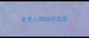 金毛心跳快呼吸急