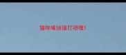 猫咪嘴抽搐打喷嚏