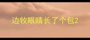 边牧眼睛长了个包