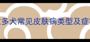 拉布拉多犬常见皮肤病类型及症状识别
